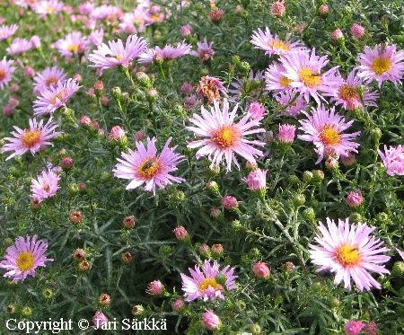 Aster Dumosus-Ryhm 'Peter Pan', reunusasteri